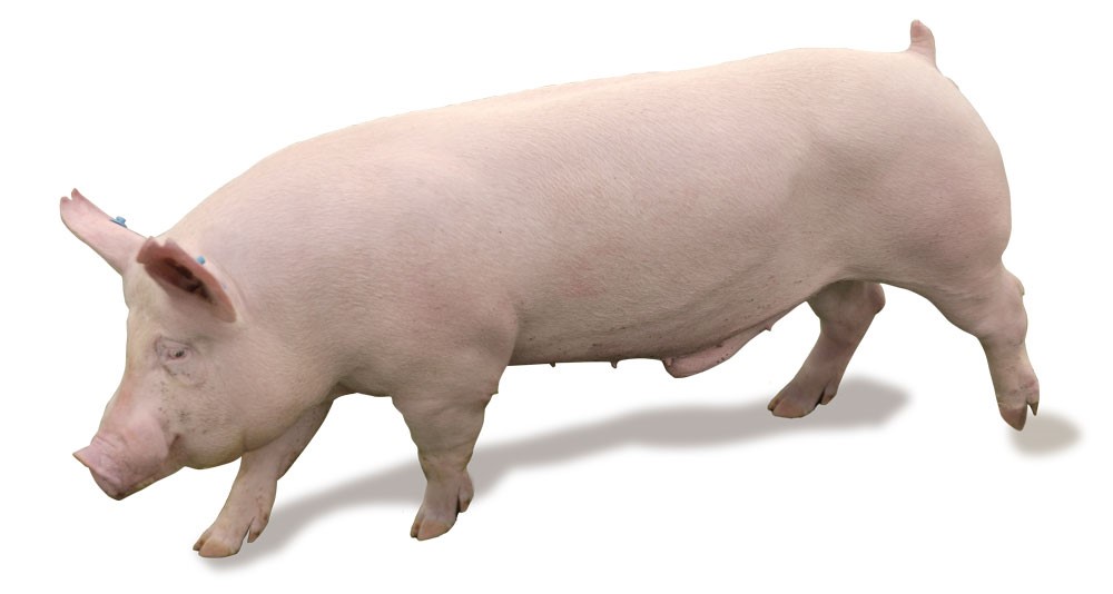 Female Line Great Grand Parent Sows (GGP)