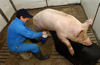 CEFN pig and worker